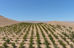 Erzincan’ın Dağlarında Organik Mucize