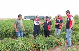 Erzincan’da  Üç Yeni Çeşitle Büyük Başarı