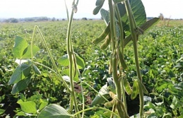 Soya fasulyesi yetiştirmeye başlandı