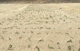 Kemaliye’de salep üretimi başladı