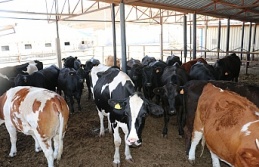 Erzincan'da Besilik Erkek Sığır Karkas Desteği Başvuruları Başladı