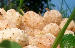 Erzincan'da Kapama Dut Bahçesi Tesisi Projesi Başvuruları Başladı