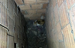 Havalandırma Boşluğuna Düşen Kedi İtfaiye Tarafından Kurtarıldı
