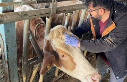 Kemaliye’de Şap Hastalığına Karşı Sero-Surveyans Çalışması Yapıldı