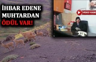 Kaçak Avcıları Yakalatana Ödül Verecek