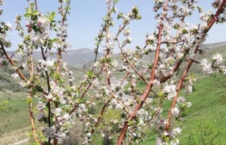 Dikkat! Zirai Don Uyarısı