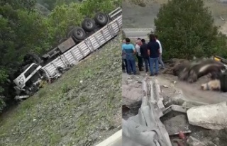 Büyükbaş hayvan yüklü TIR devrildi; 1 ölü