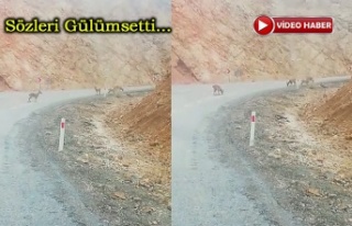 Yola inen yavru dağ keçilerini görüntüledi