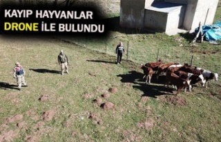 Kaybolan büyükbaş hayvanları jandarma buldu