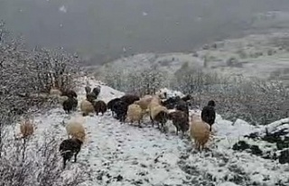 Kar altında otlayan sürü çoban tarafından görüntülendi