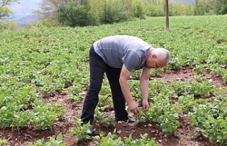 Erzincan’da Tarımsal Alanlar Kontrol Ediliyor