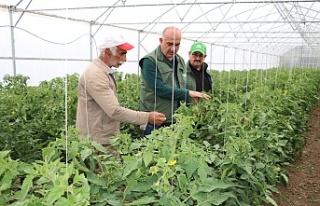 Seralarda Domates ve Salatalık Üretimi Daha Yaygın