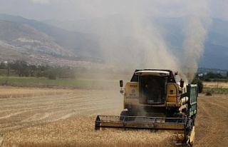 Erzincan’da biçerdöver ile hasat işlemleri başladı