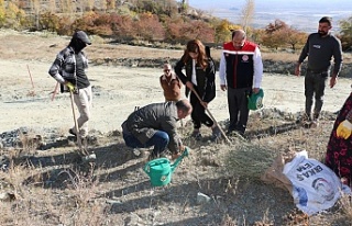 Erzincan’da 83 bin 250 adet tuz çalısı toprakla...