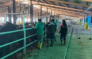 Erzincan’da Şap Aşılama Kampanyası Uzatıldı