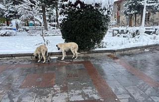 Sokak hayvanlarına mama ve su takviyesi yapılıyor
