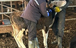 Sonbahar Şap Aşılama Kampanyasında 110 bin hayvan...