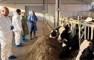 3 işletme ari işletme olmak için başvuru yaptı