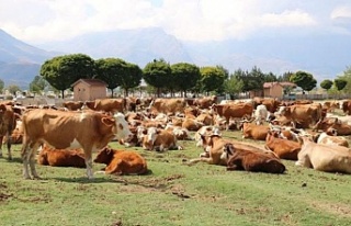 Erzincan’da son 8 yılda 57 bin dekar alanda ıslah