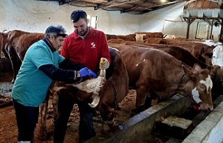 İliç’te  büyükbaş hayvanlar aşılanıyor