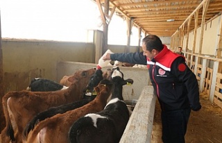 Erzincan’da büyükbaş hayvan işletmelerine arilik...