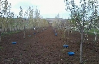 Erzincan’da baklazınnı mücadelesine karşı çiftçiler...
