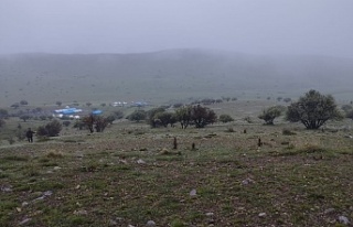 Erzincan’da kurtlar gece saatlerinde kuzulara saldırdı