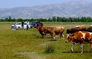 Erzincan'da meralarda su arama çalışmaları...