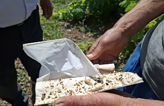 Erzincan’da Bağlarda Hastalık ve Zararlılara...