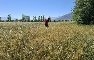 Erzincan’da hasat öncesi sıkı denetim