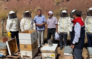 Erzincan’da Geven Balı Coşkusu: Hasat Başladı,...