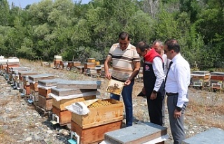 Erzincan’da ilk hasat