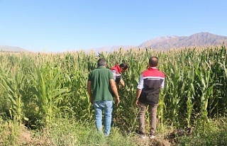 Erzincan’da Silajlık Mısırla Hayvancılığa...