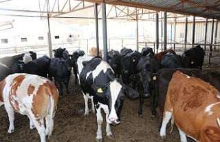 Kırsalda Bereket Hayvancılığa Destek Projesi