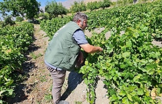 Üzümlü’de Cimin Üzümü Hasadına Hazırlık:...