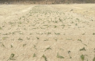 Kemaliye’de salep üretimi başladı