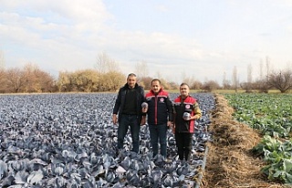 Erzincan’da Kış Ortasında Sebze Hasadı