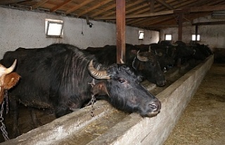 Erzincan’da Manda Yetiştiriciliği İçin Araştırmalar...