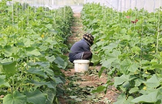 Erzincan’da Kadın Çiftçilere Sera Desteği