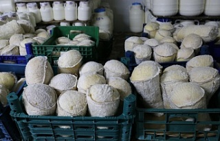 Serin Yaylalardan Sofralara: Erzincan Tulum Peyniri’nde...