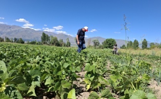 Erzincan’da TAKE Projesi Kapsamında Yeni Kuru Fasulye Çeşitleri Yetiştiriliyor