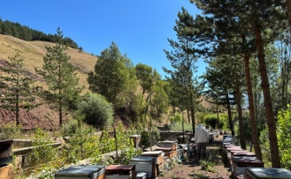 Refahiye’de Arı Kovanı Sayısı 27 Bin’e Ulaştı