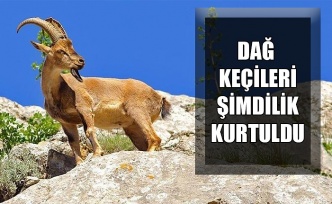 DAĞ KEÇİLERİ ŞİMDİLİK KURTULDU