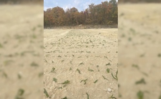 Kemaliye’de salep üretimi başladı