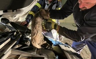 Erzincan’da Motor Kısmına Sıkışan Kedi İtfaiye Ekiplerince Kurtarıldı