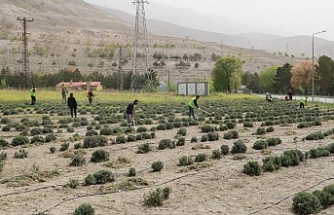 Lavanta bitkisi Erzincan’da  bir sektör haline gelecek