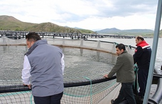 Tercan Barajı’nda 150 Kafeste üretim yapılıyor