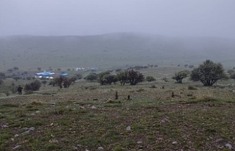 Erzincan’da kurtlar gece saatlerinde kuzulara saldırdı