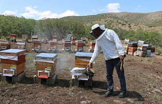 Erzincan’ın arıcılık potansiyeli ve tescilli lezzetleri