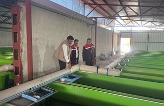 Yılda 15 milyon yavru alabalık üretimi gerçekleştiriliyor.
